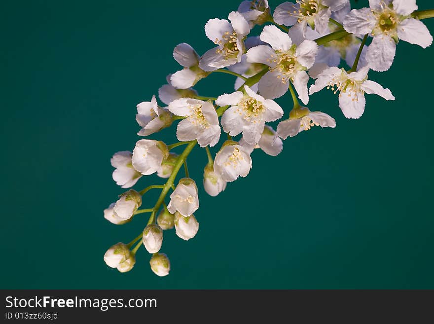 White flowers on cyan