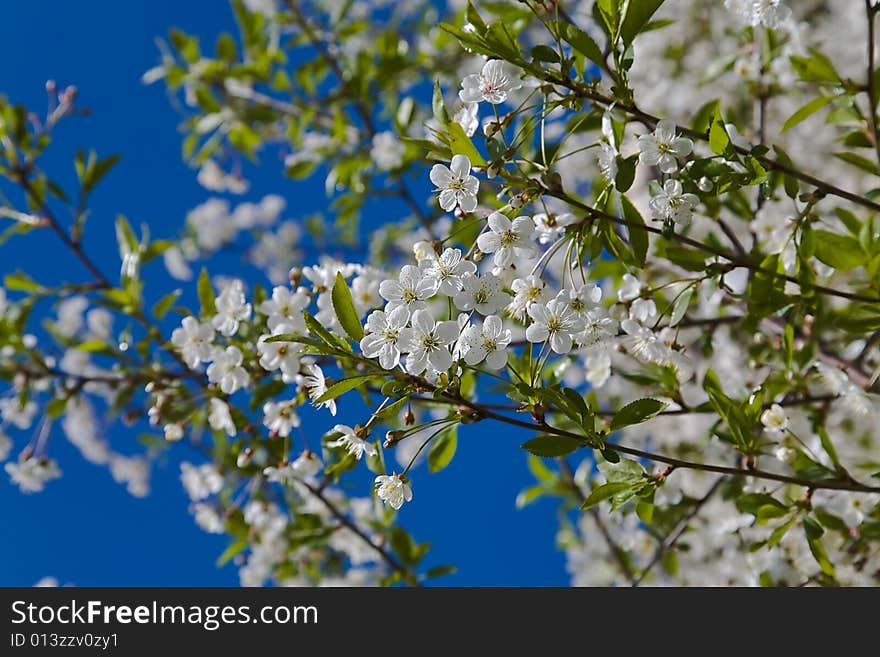 Cherry tree blossom and sky