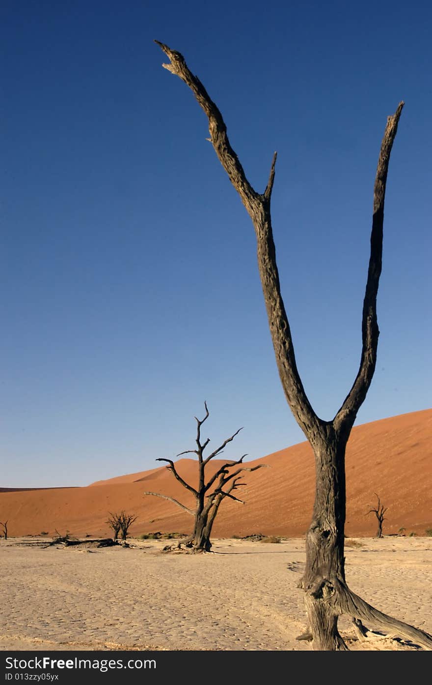 Tree in the desert