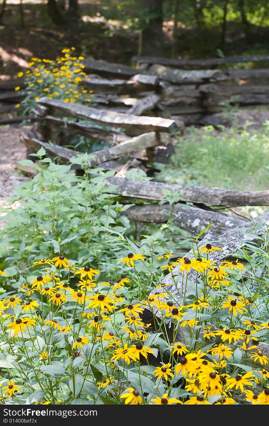 Wildflowers growing along a split rail fence in the woods. Wildflowers growing along a split rail fence in the woods