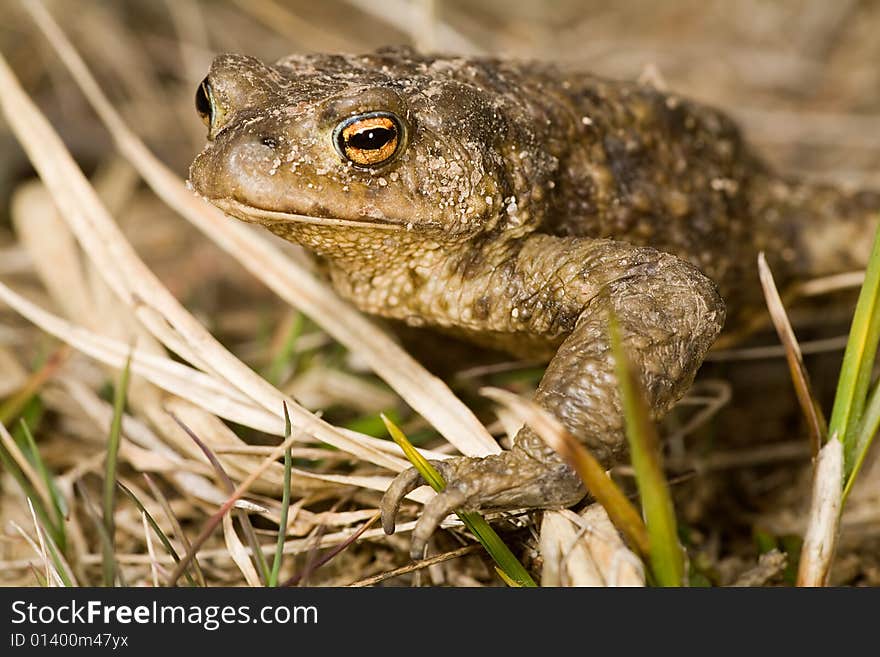 Wet brown frog portrait