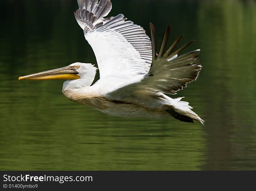 Pelican flying with wings spread. Pelican flying with wings spread