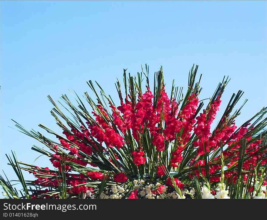 Big bunch of red flowers