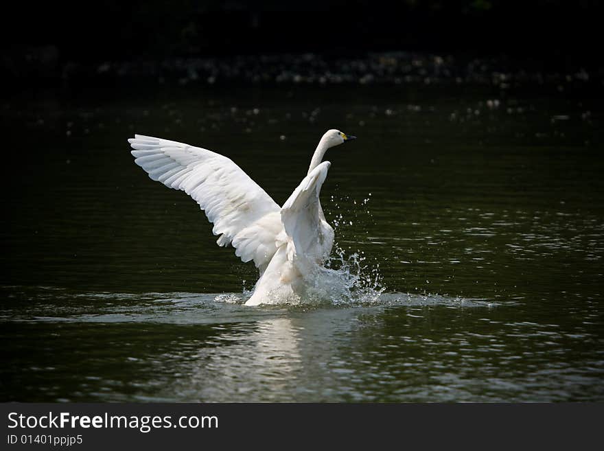 Most people love swan for her elegance, beauty and nobleness. In this picture, the blue water, white swan and her reflection in the water