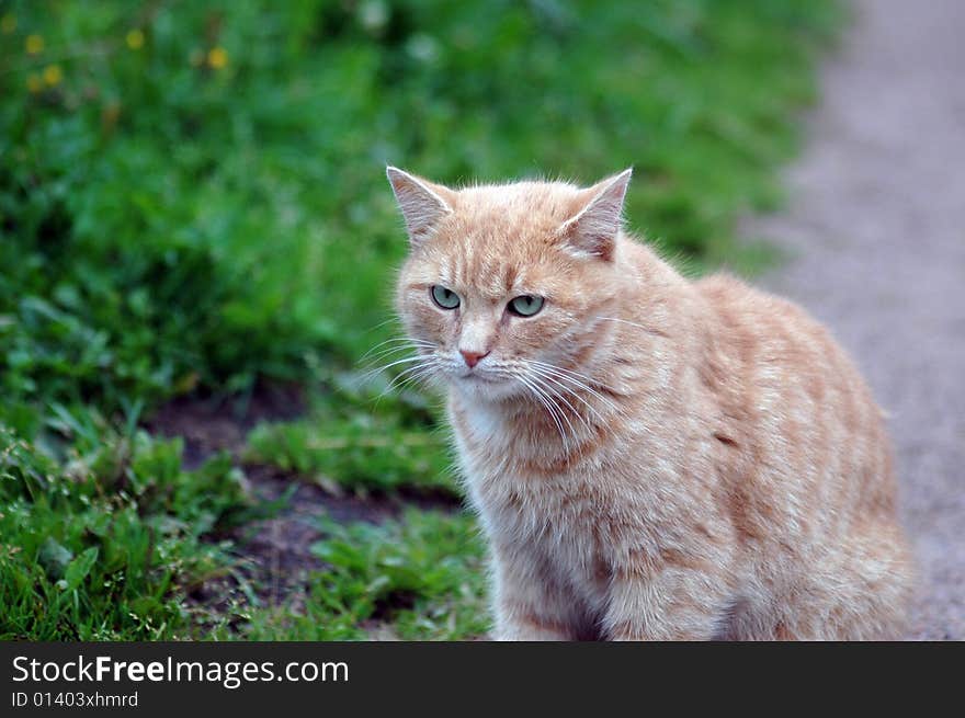 Red green-eyed cat