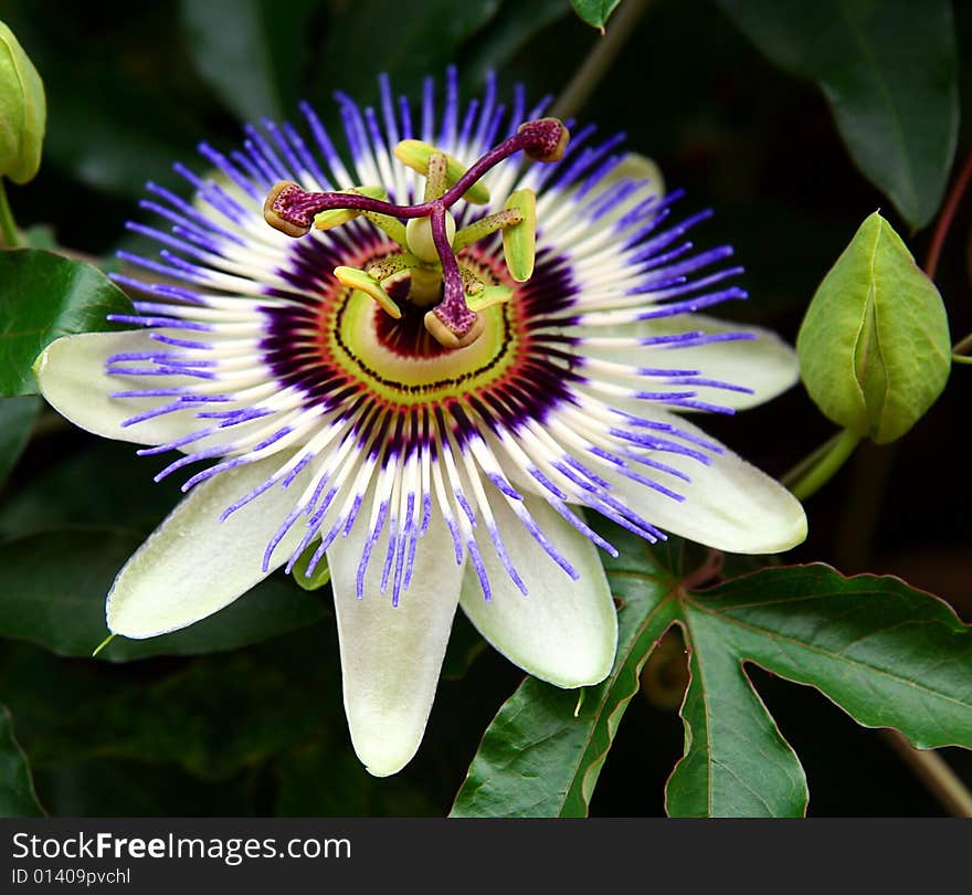 Beautiful white and violet flower. Beautiful white and violet flower