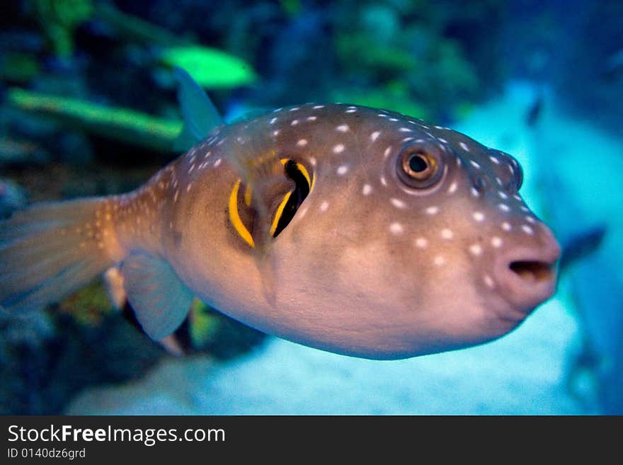 Tropical fish in the aquarium at Tivoli park