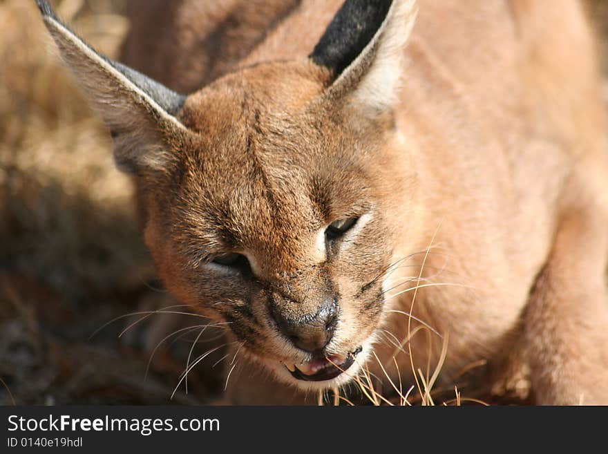 An incredible closeup photograph of a Caracal. An incredible closeup photograph of a Caracal.