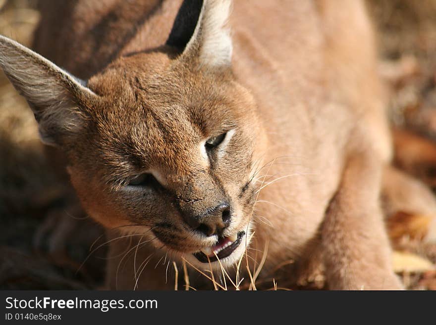 An incredible closeup photo of a Caracal.