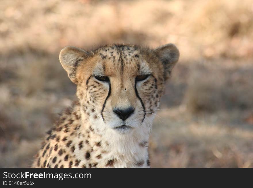 A sleepy Cheetah looking toward the camera.