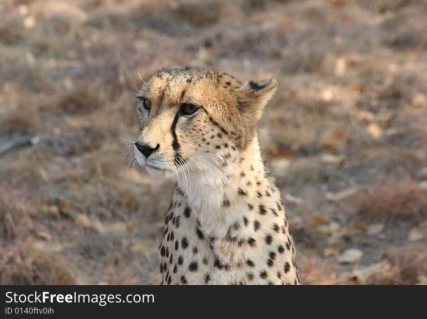 A Cheetah looking toward the left. A Cheetah looking toward the left.