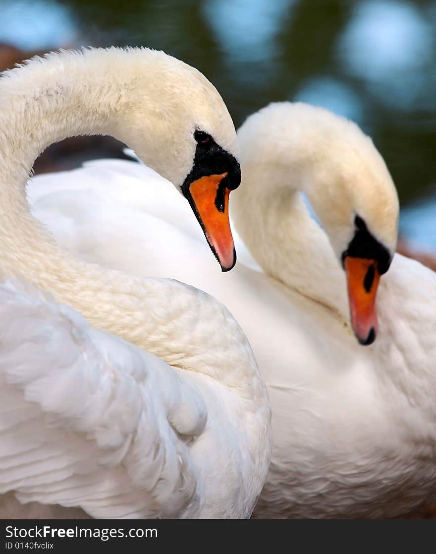 Photo of the beautiful couple of swans