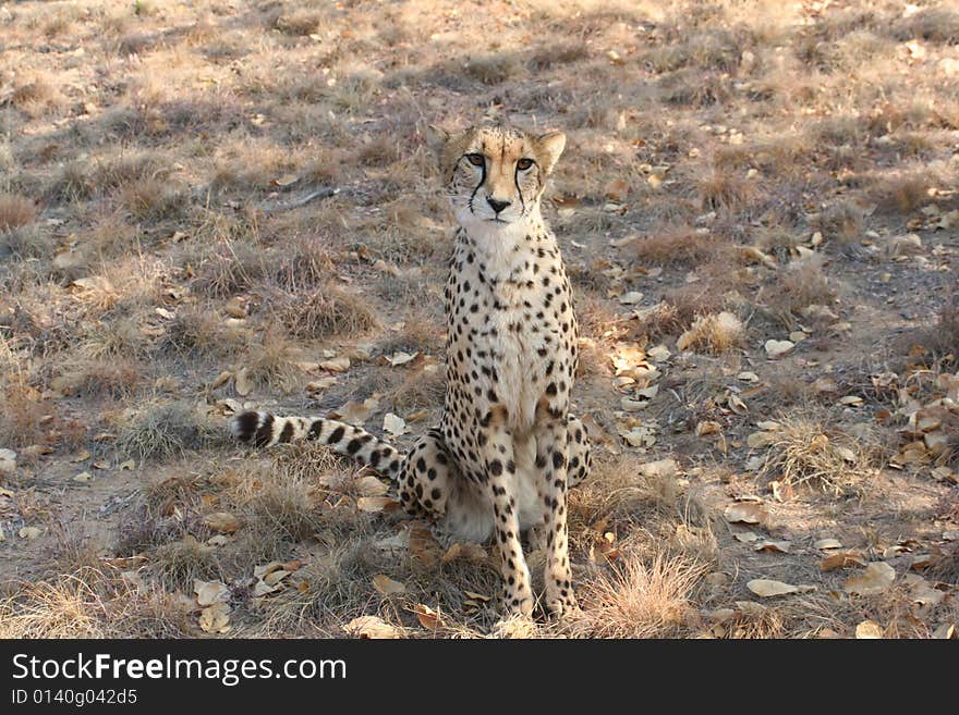 A Cheetah sitting upright looking at the camera. A Cheetah sitting upright looking at the camera.