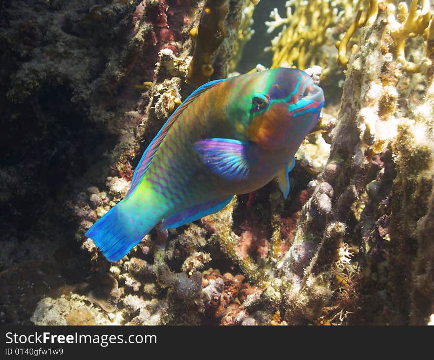 Bicolour parrotfish