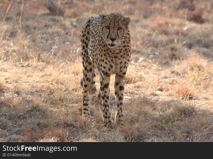 A Cheetah waling toward the camera. A Cheetah waling toward the camera.