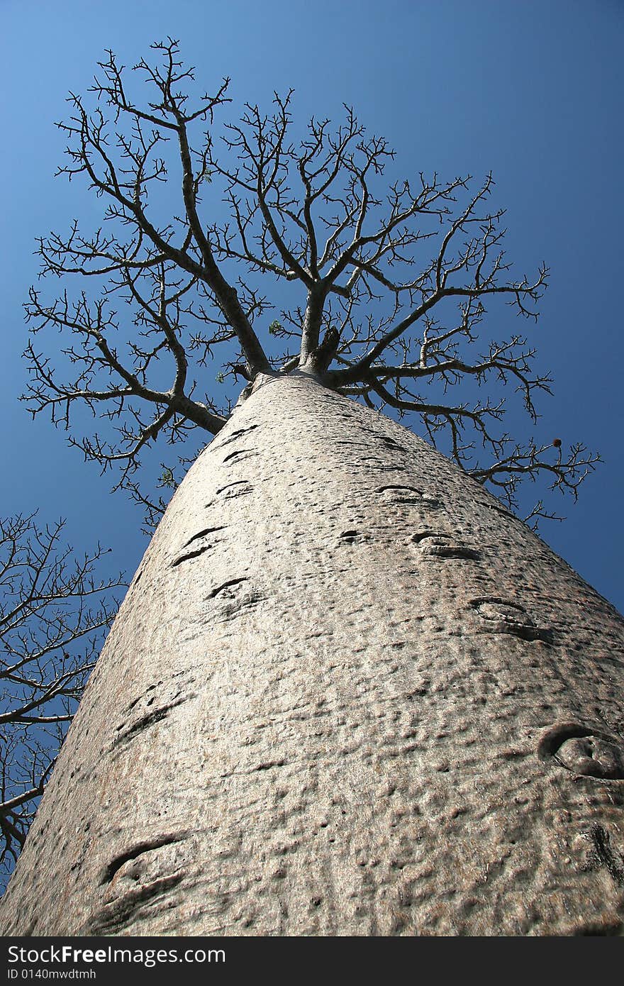 Avenue de Baobab, Madagascar