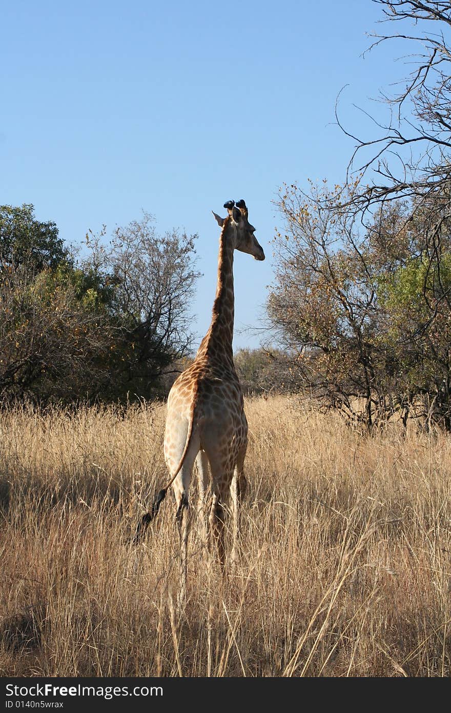 A young giraffe walking way from the camera. There is something surreal about this photo.