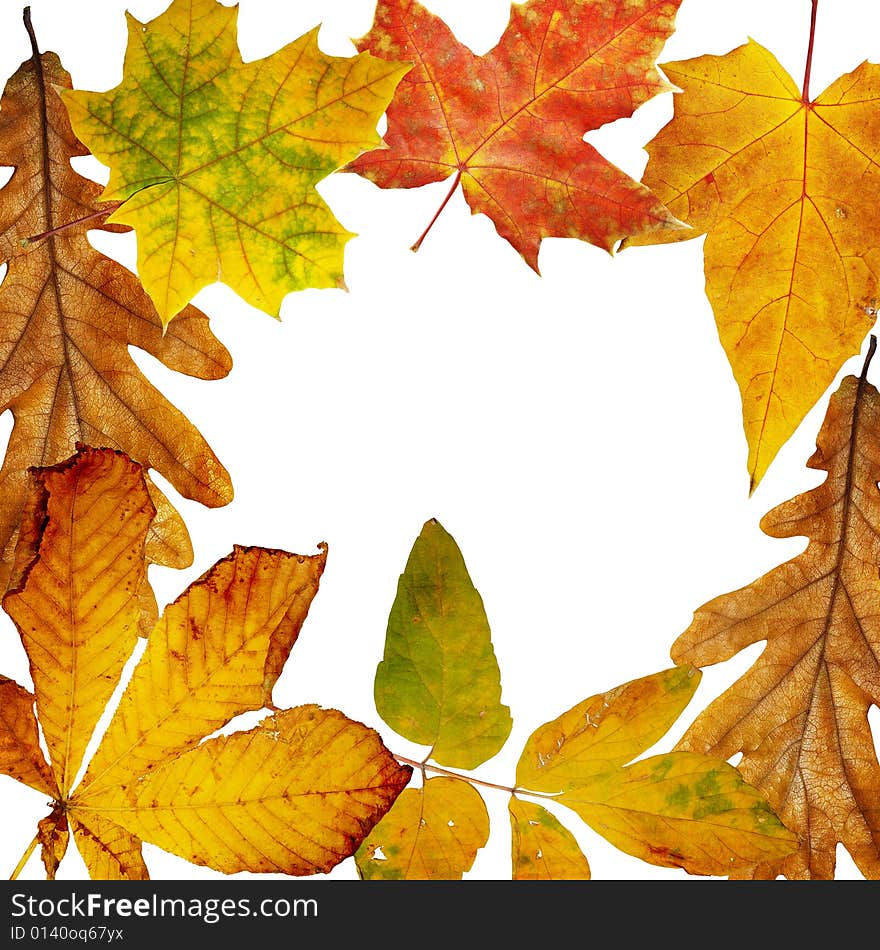 Autumn frame frome dry leaves