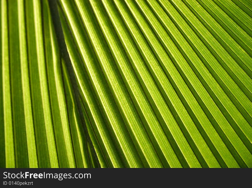 Detail of a palm leaf