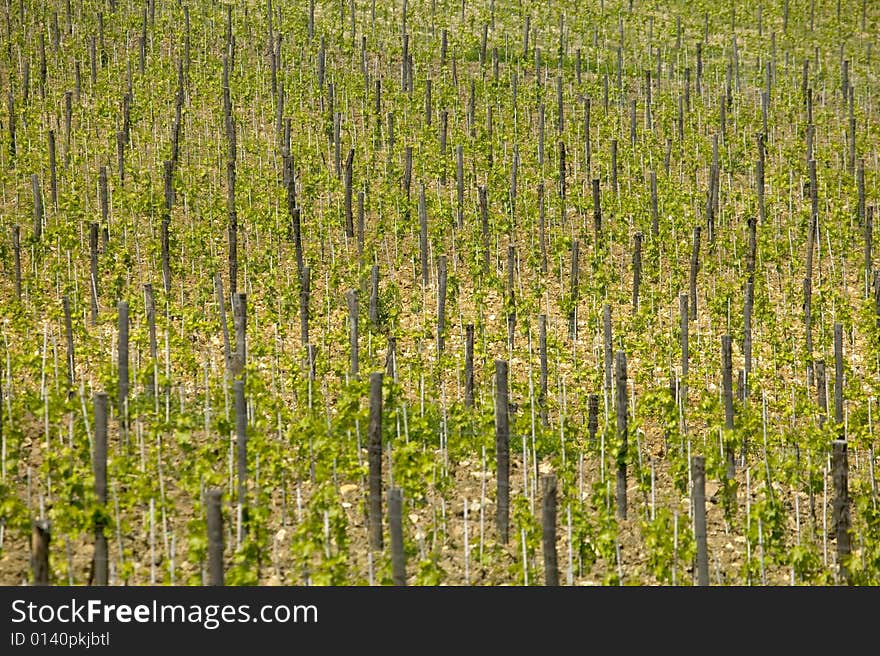 Tuscany - Between Greve In Chianti and Radda In Chianti - Italy