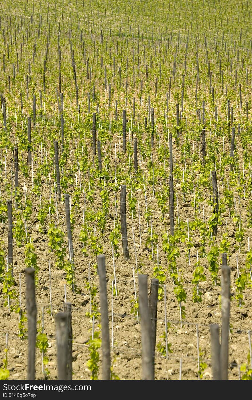 Tuscany - Between Greve In Chianti and Radda In Chianti - Italy