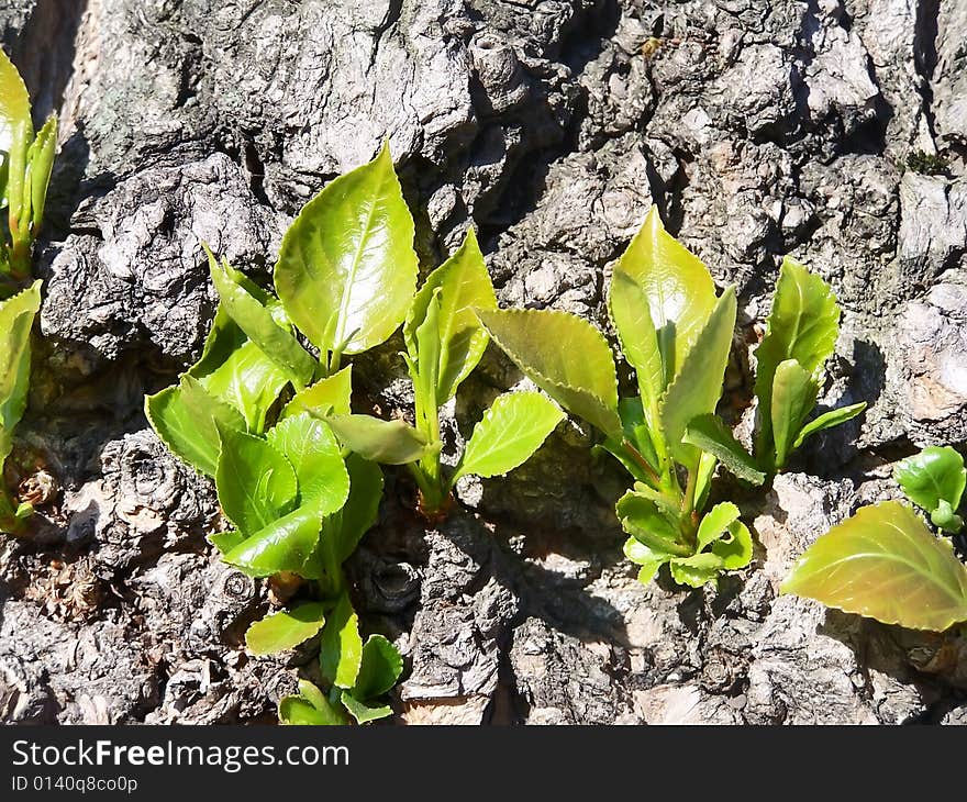 Sprouts of leaves on the bark of tree