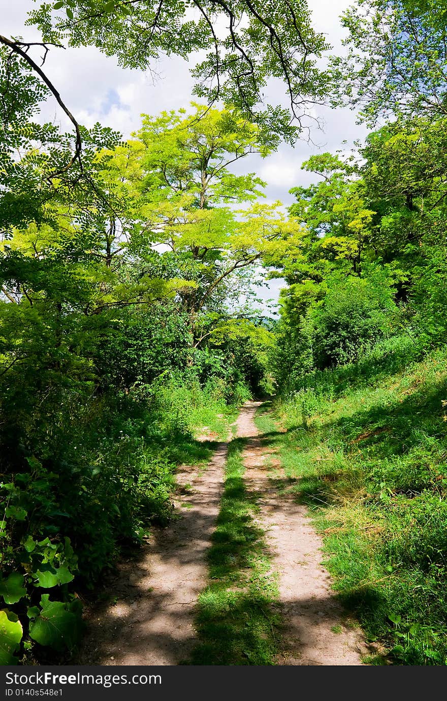 Trails through the forest in Ukraine