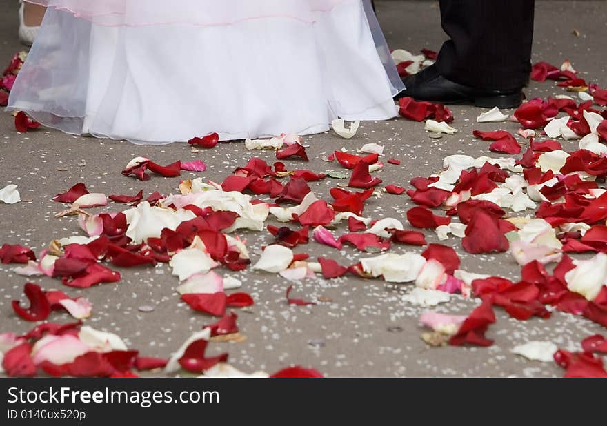 Petals Of Roses At Feet