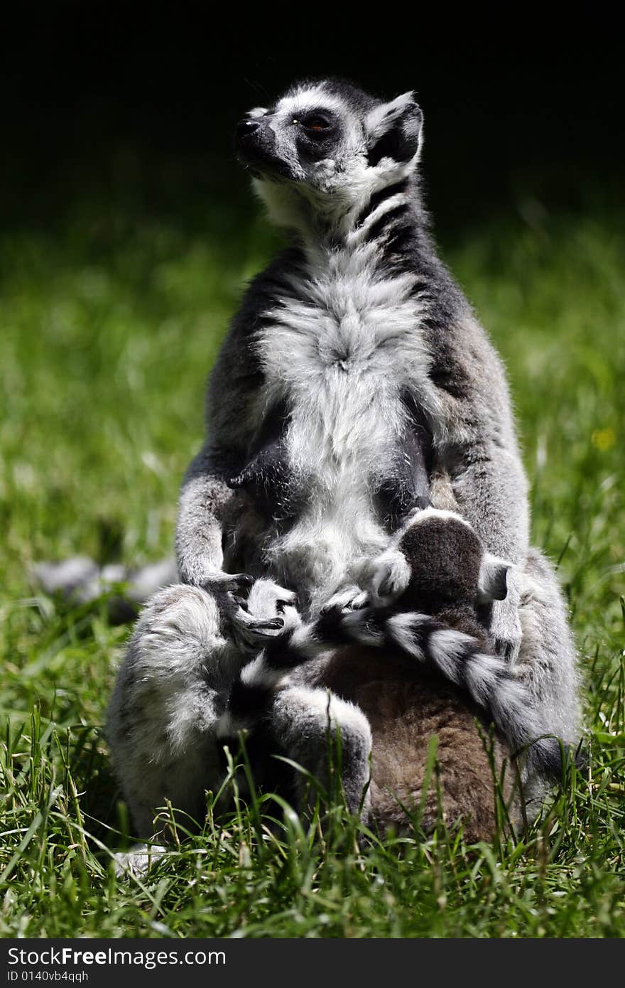 Proud mother of lemur kata with her children on the sun. Proud mother of lemur kata with her children on the sun