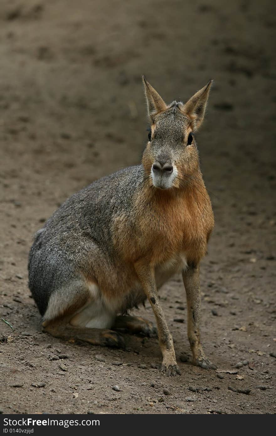 Animals: Patagonian Mara looking curious at you