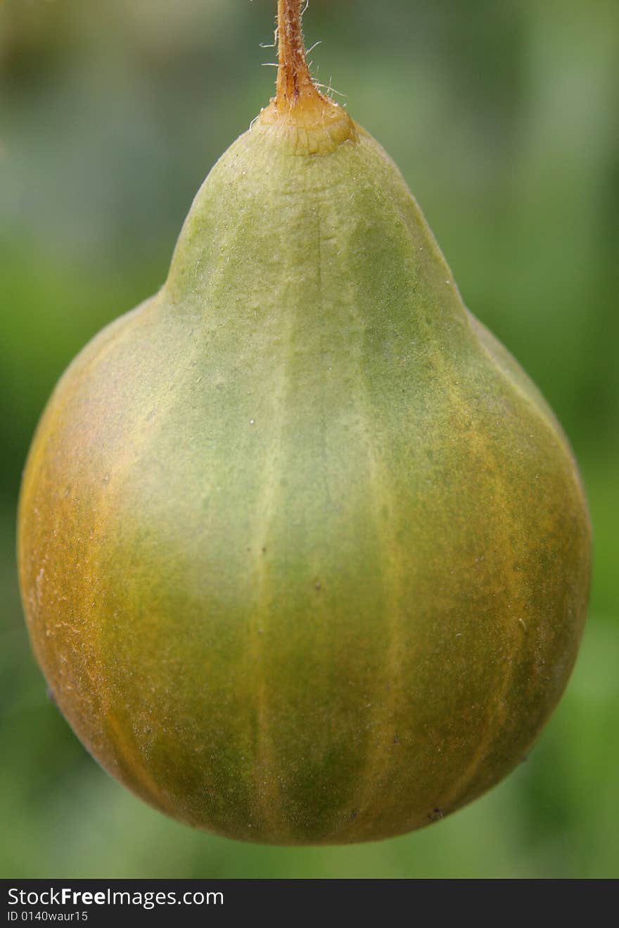 Ripe cucumber on a green background