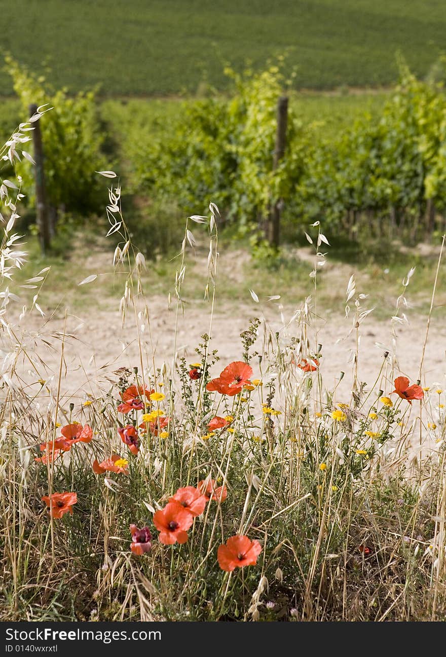 TUSCANY countryside, close-up of poppy-flower