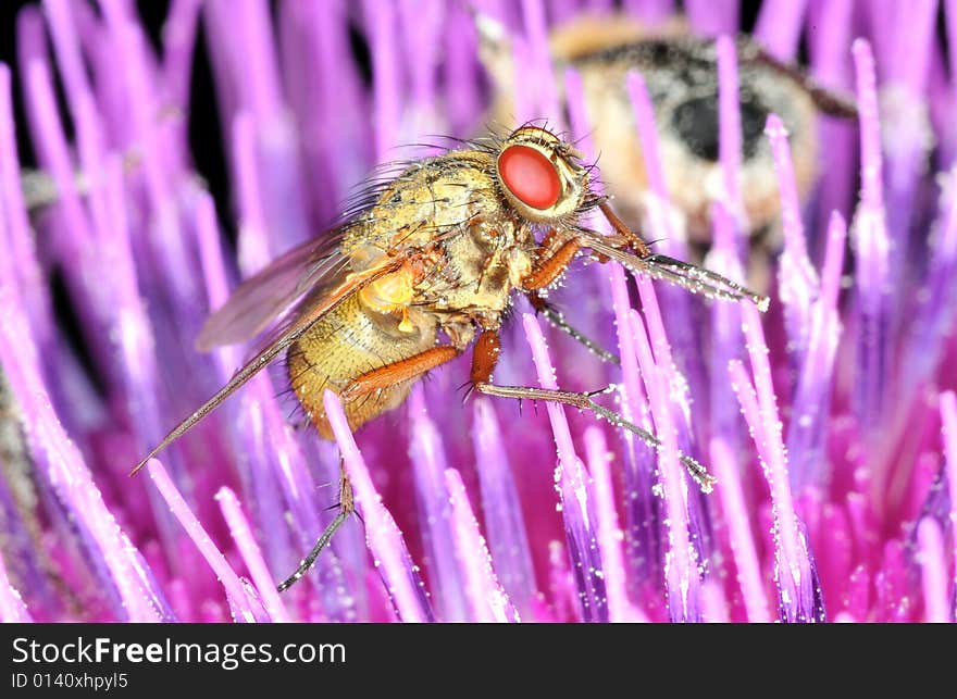 Fly closeup on petals of a trirsle