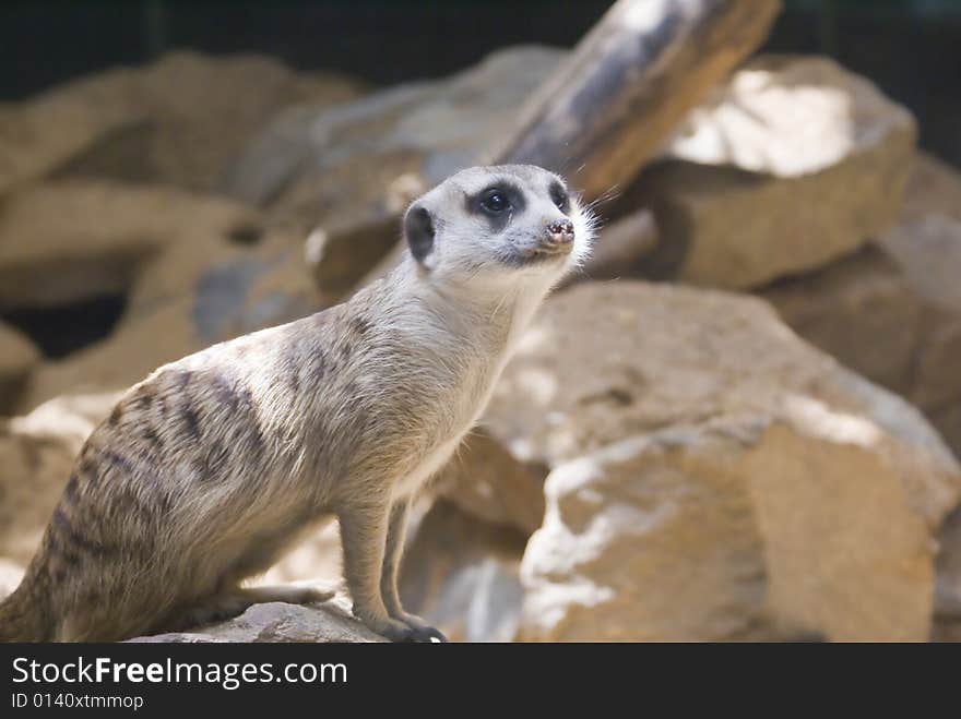 Meerkat captured looking on with curiosity.