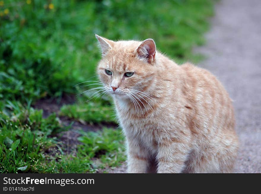 Affectionate green-eyed red cat, above-grass  in a park. Affectionate green-eyed red cat, above-grass  in a park