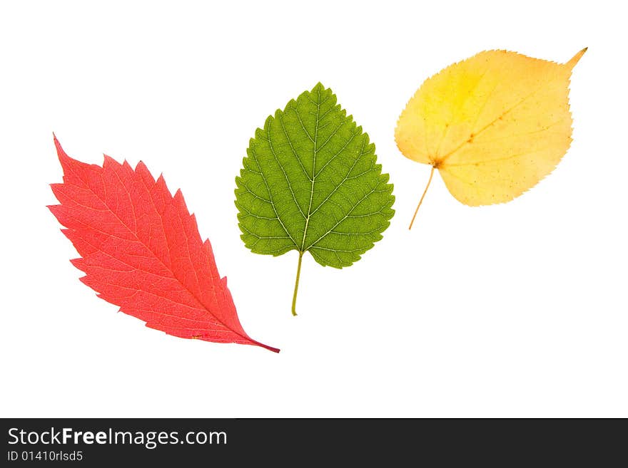 Various autumn leaves isolated on white background. Various autumn leaves isolated on white background