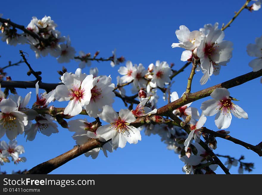 Almond Tree