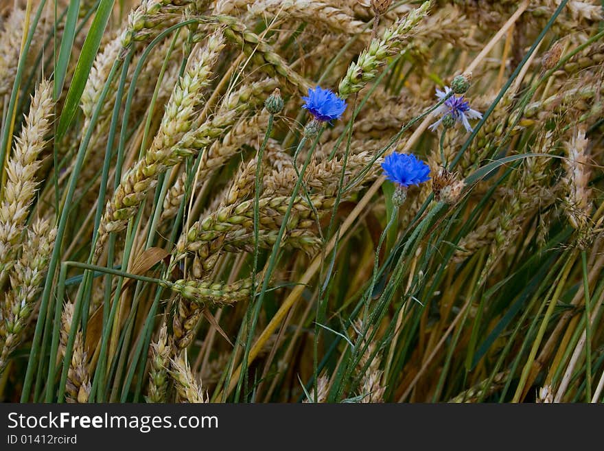 Beautiful structure from culture of grain. Beautiful structure from culture of grain