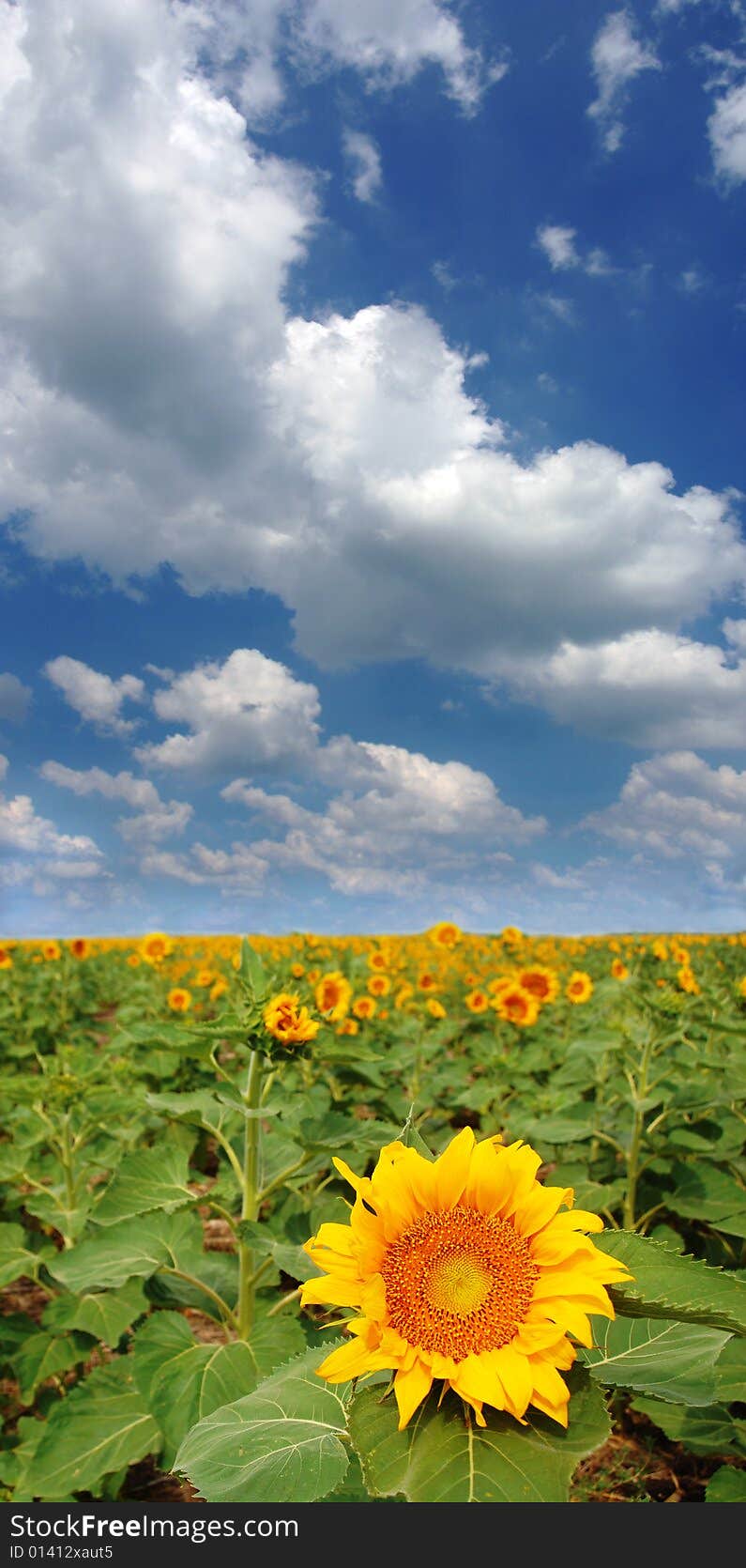 Field of Sunflowers