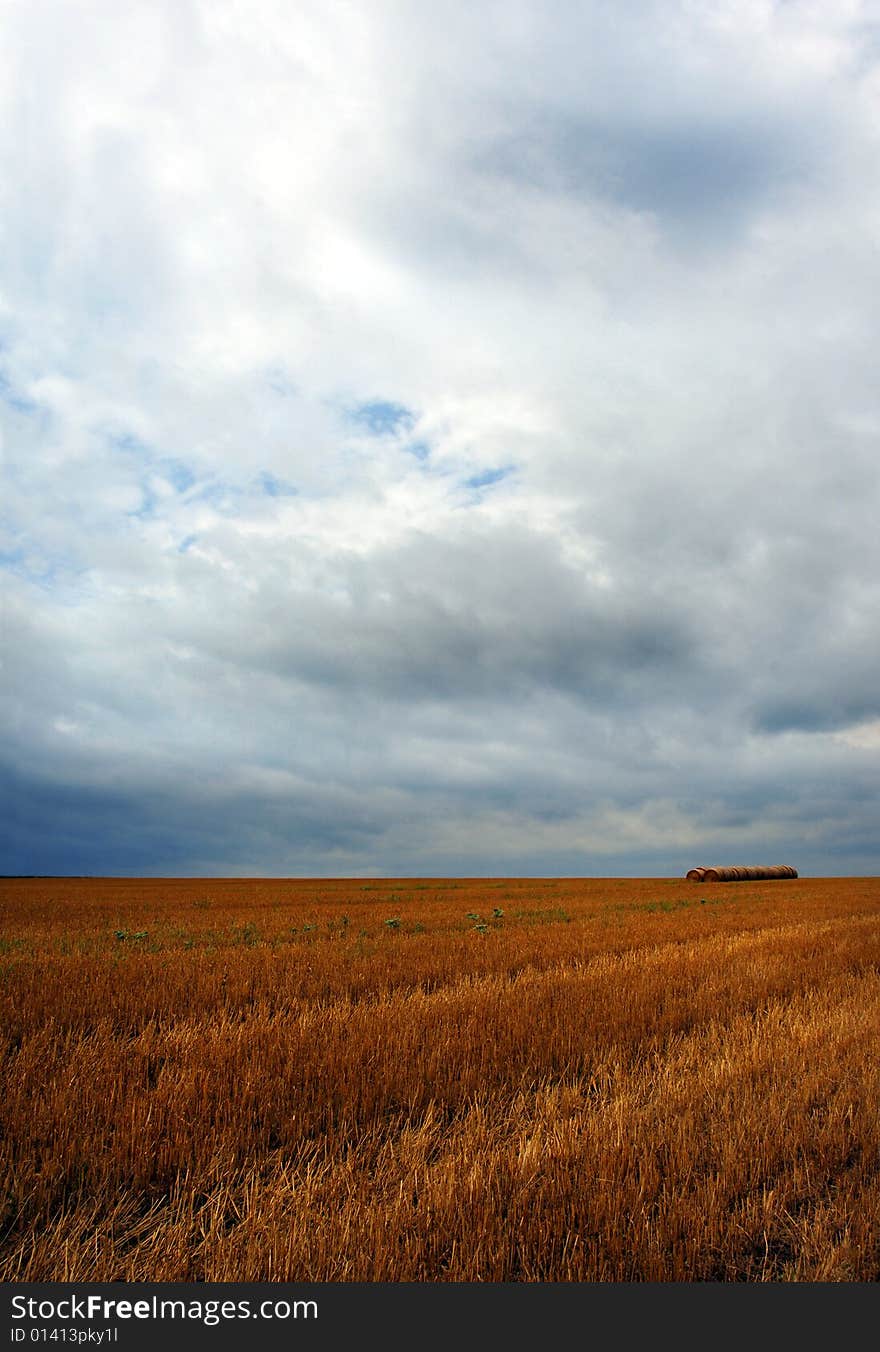 Wheat Field