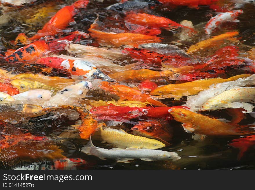 Koi fish crowded together to get food. Koi fish crowded together to get food.