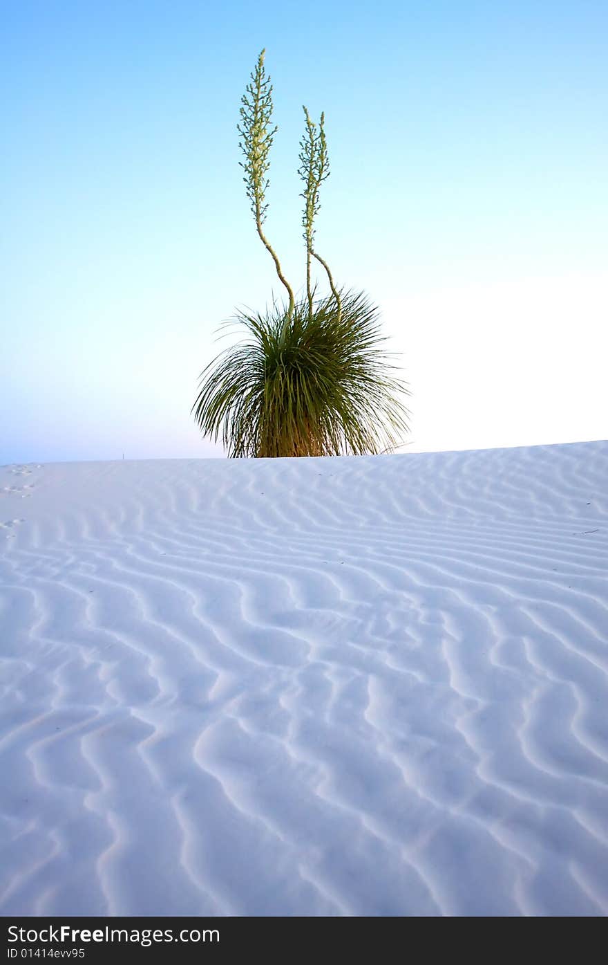 Desert plant in the early sun