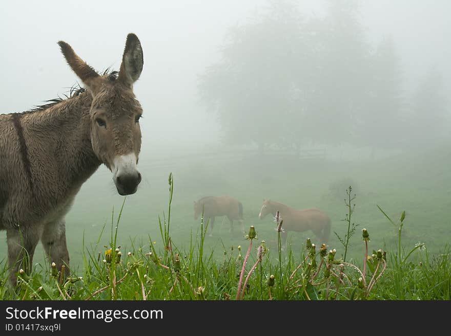 Donkey and horse herd on the meadow in a mist. Switzerland. Donkey and horse herd on the meadow in a mist. Switzerland