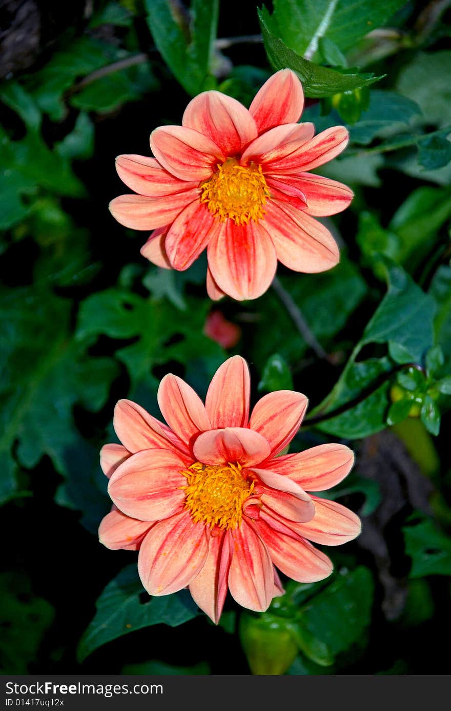 The photo of two colorful Dahlia. The photo of two colorful Dahlia