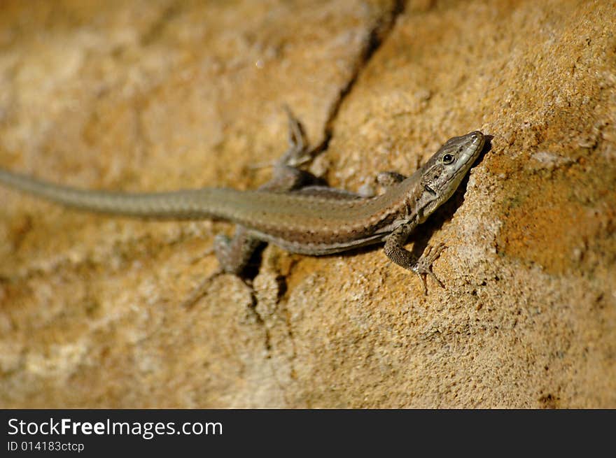 Common lizard basking in the sun