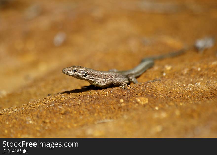 Common lizard basking in the sun