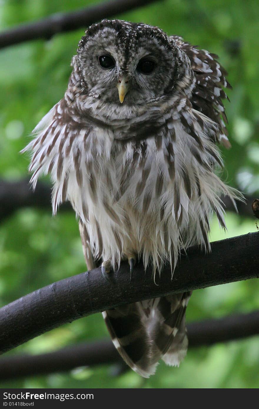 Barred Owl ,close up, Virginia, USA. Barred Owl ,close up, Virginia, USA