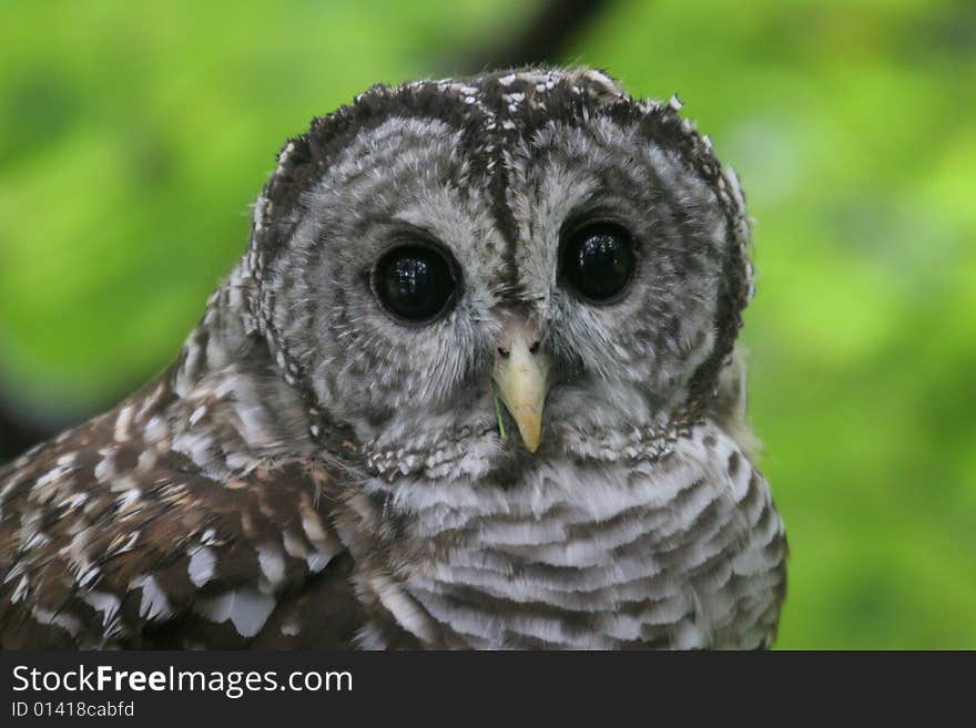 Barred Owl Close Up Face,Virginia, USA