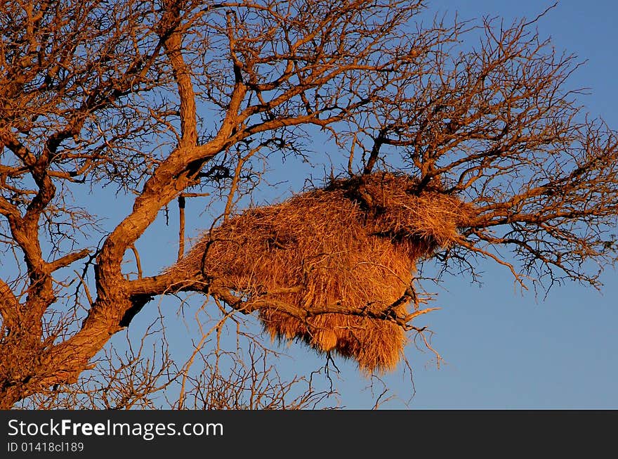 Sociable Weavers nest, Namibia