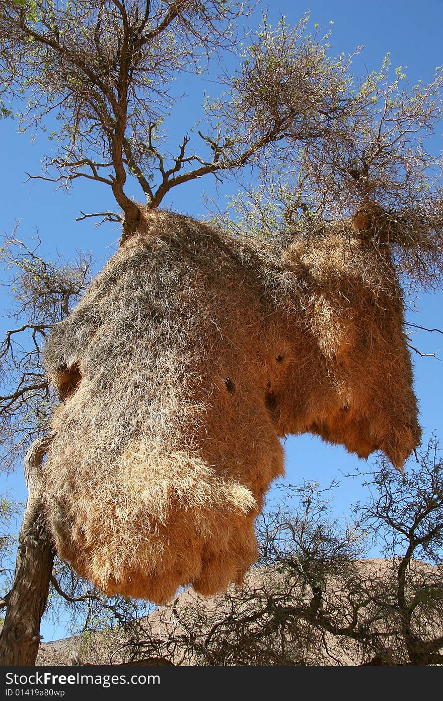 Sociable Weavers nest, Namibia,Africa